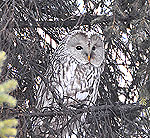 Необъяснимо, но факт