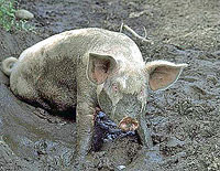 Поможет ли баня отмыться Надежде Калзан?