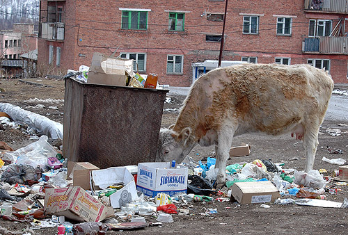 Шокировала картина промышлявших у мусорных баков коров.
