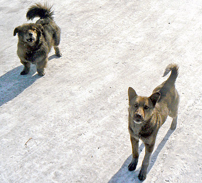 ���� ��������, ������� �������� ��� ������ ����������.