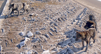 ���� ��������, ������� �������� ��� ������ ����������.