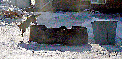 ���� ��������, ������� �������� ��� ������ ����������.