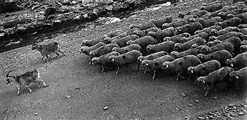 ����������� ����������