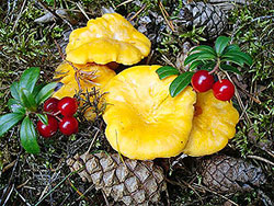 ������ ������ ��������� ���� �������� �� ����?