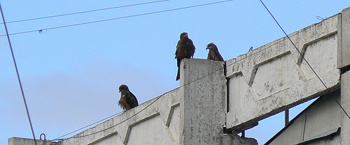 �����: � ��� ��� ���� ���������