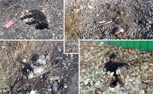 �����: � ��� ��� ���� ���������