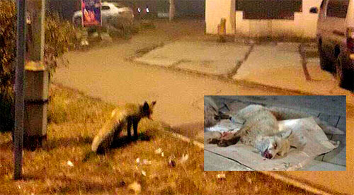 �����: � ��� ��� ���� ���������