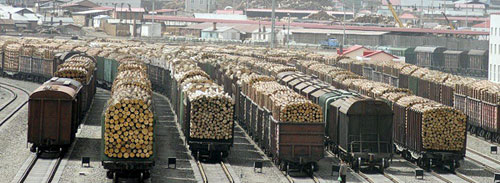 Лысая Россия: скоро весь наш лес увезут в Китай