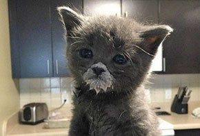 ������, � ��� �������?