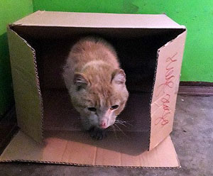 ���� �����