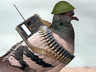 ���� �� ������ � ���������� �������� �� �������