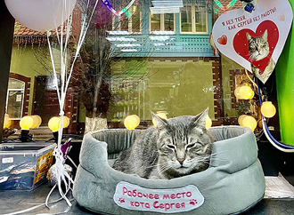 В Калининградской области жертвой доноса стал кот